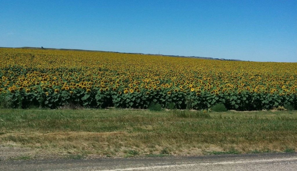 road sunflowers